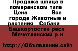 Продажа шпица в померанском типе › Цена ­ 20 000 - Все города Животные и растения » Собаки   . Башкортостан респ.,Мечетлинский р-н